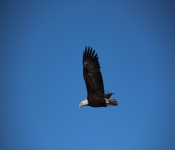 2014 03 02 RedWing 004